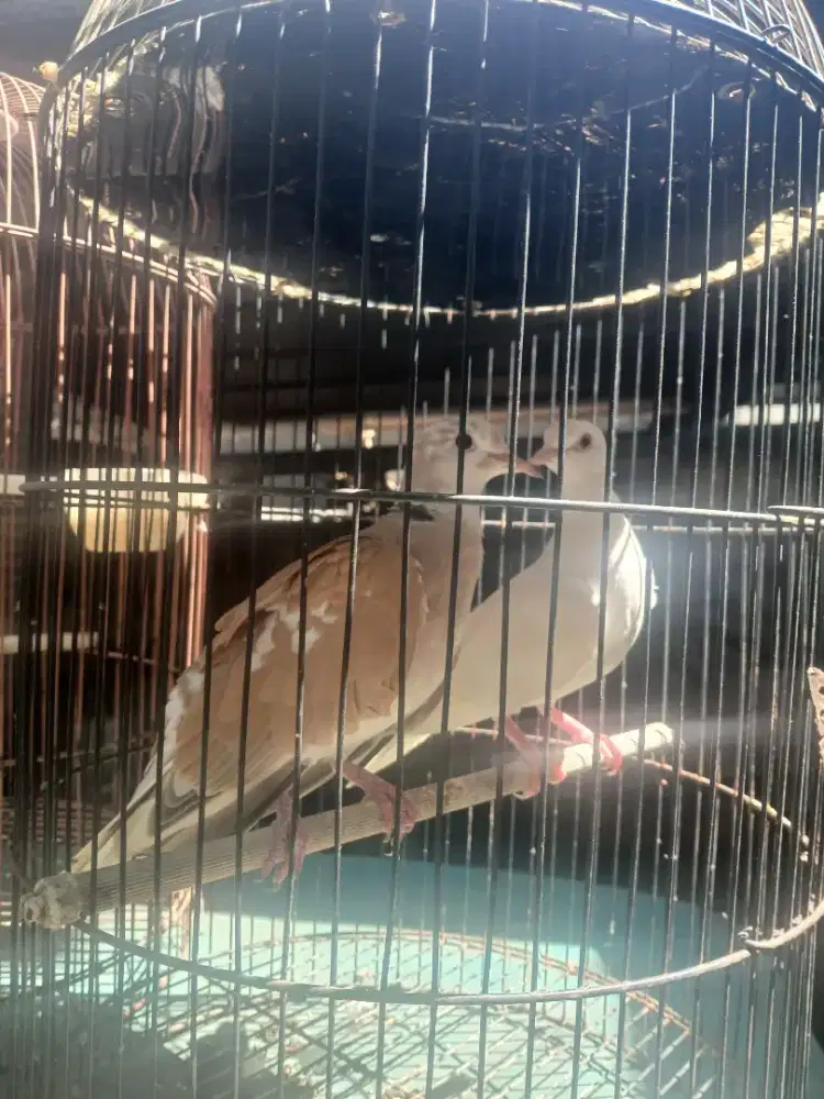 Puter lokal,irak,albino