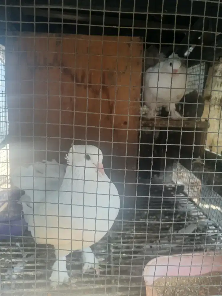 Merpati kipas (hias)