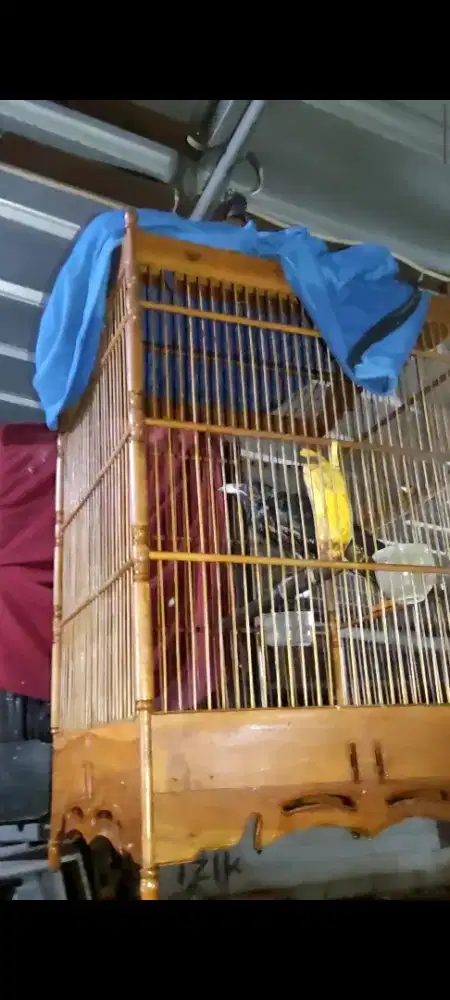 T#u#w#u Paruh Putih Bahan Mulus No Minus