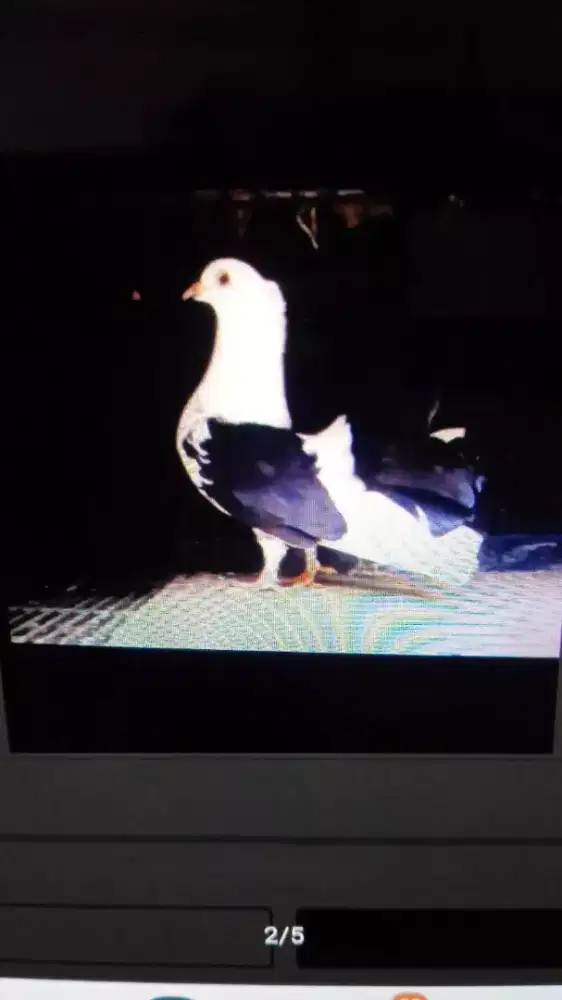 Merpati Hias Kipas (Beranca)