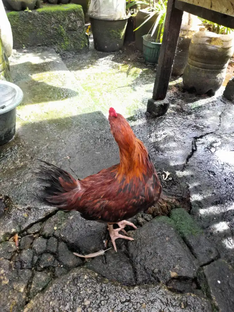Ayam anakan helba