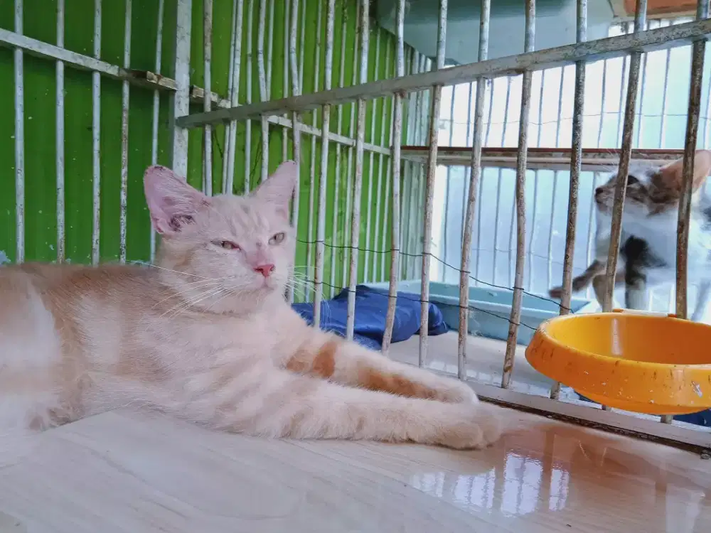 Kitten Persia Medium Orange