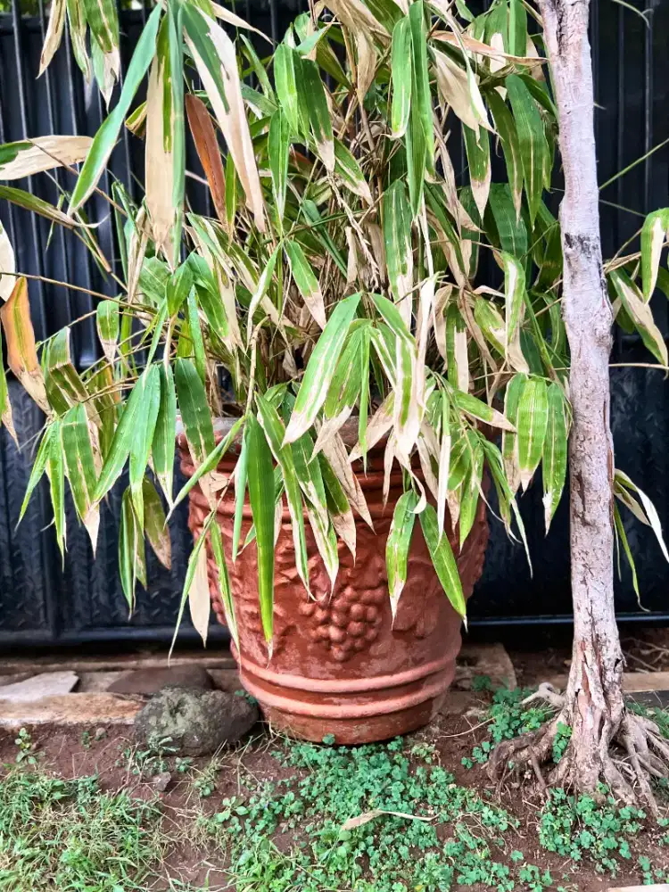 Bonsai pot besar dan tanaman