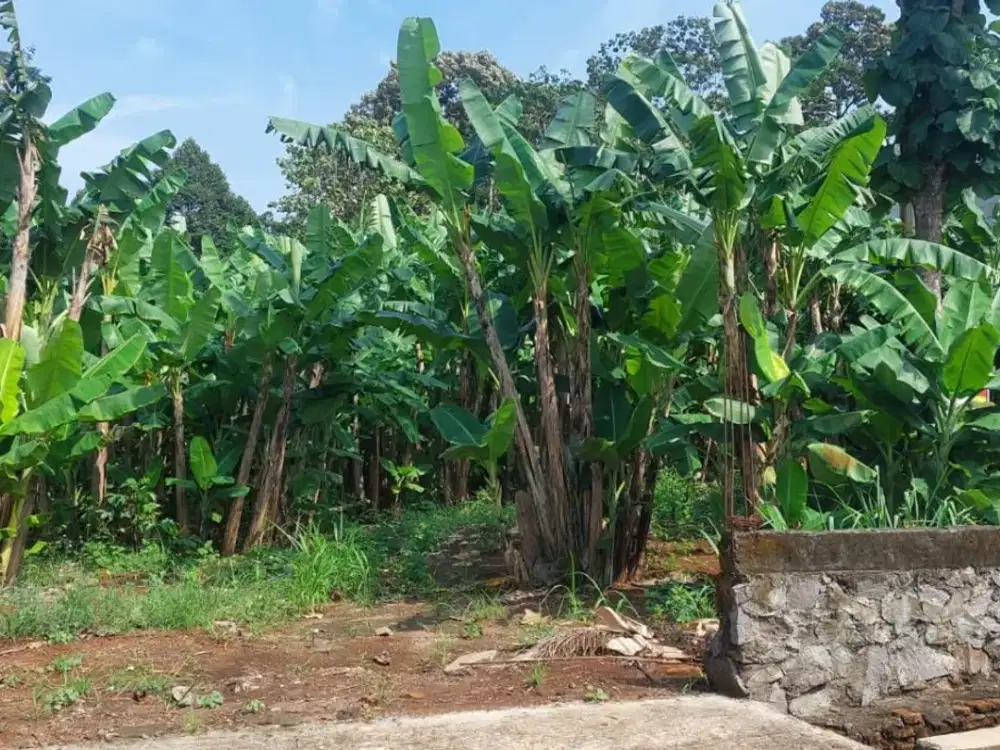 Tanah murah dibawah NJOP lokasi GONDORIYO NGALIYAN cocok untuk perumahan