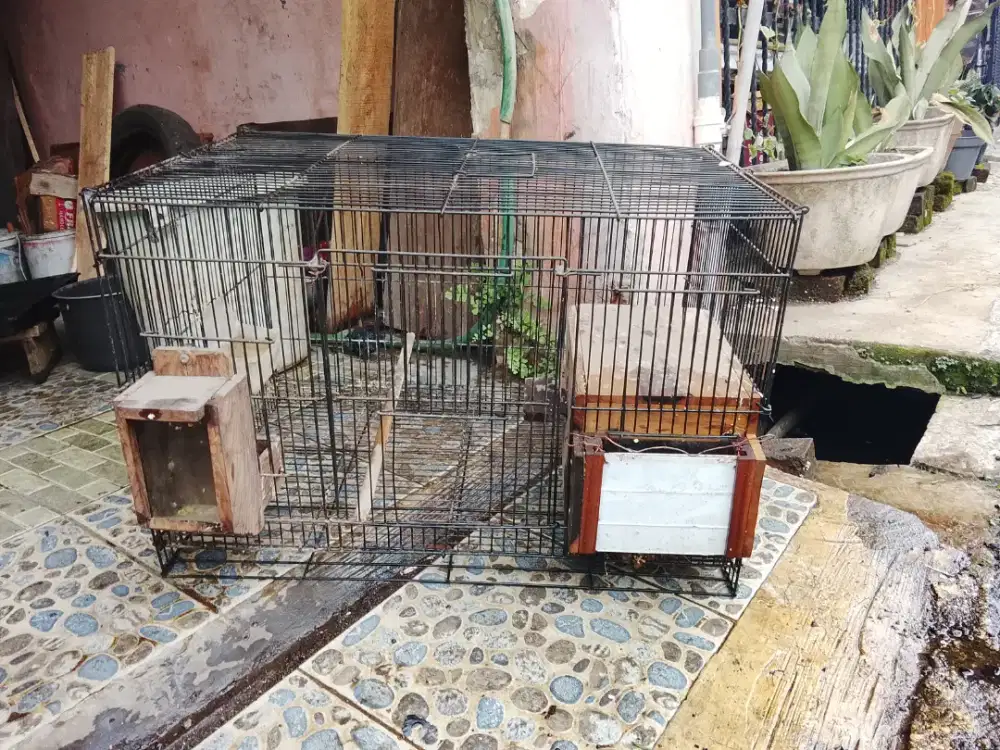 Kandang burung besi lovebird masih bagus