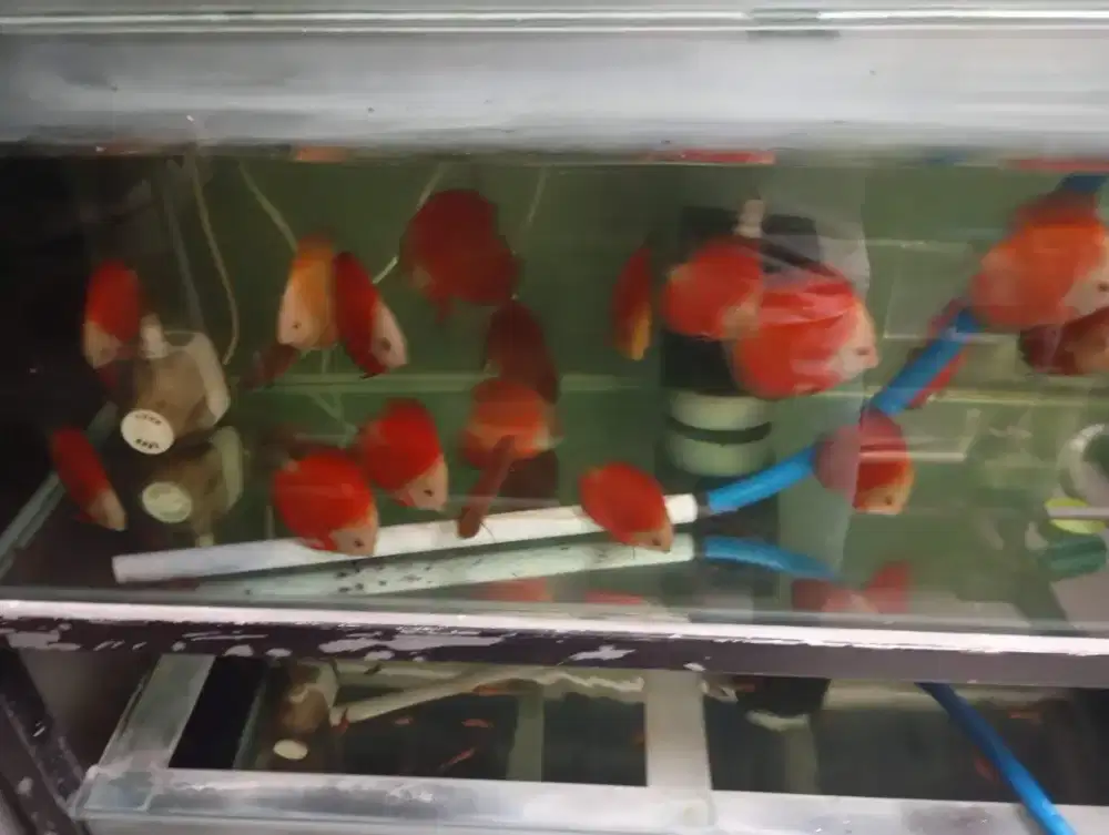 Ikan Discus All Variant