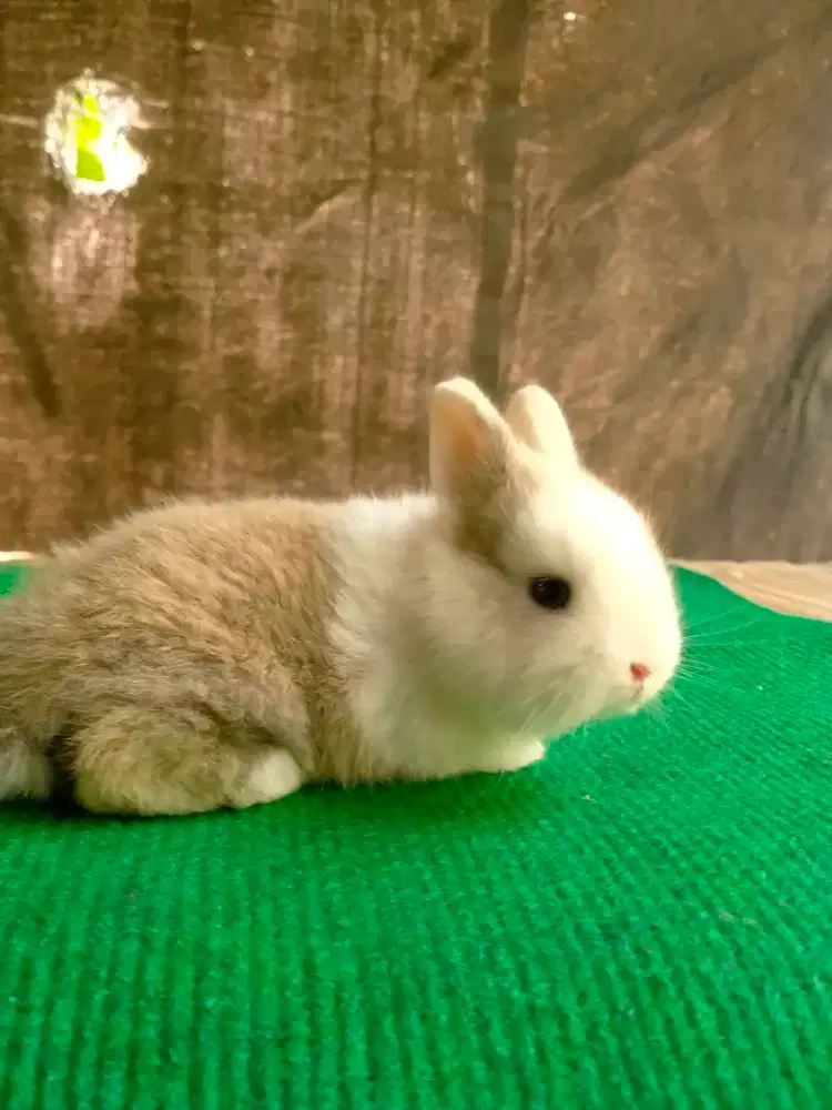 Kelinci mini (Nederland dwarf)