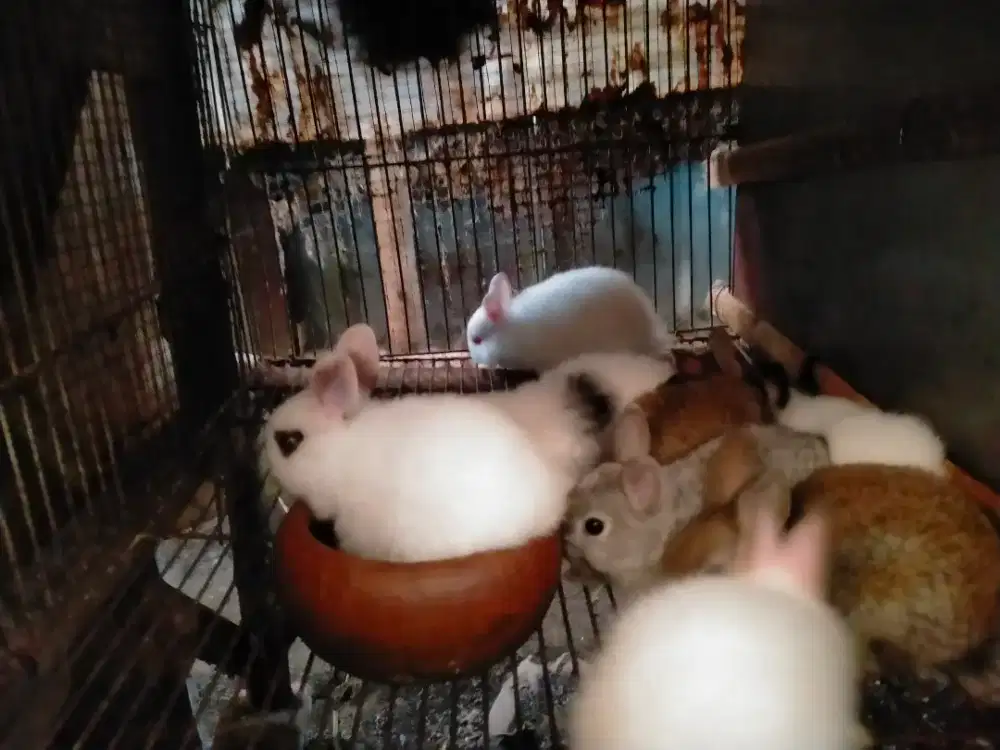 Kelinci mini (Nederland dwarf)