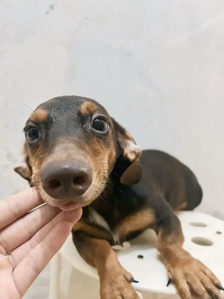 Tekel Daschund Male