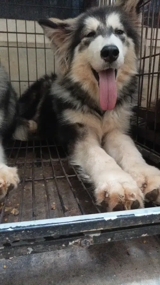 Alaskan malamute puppies betina