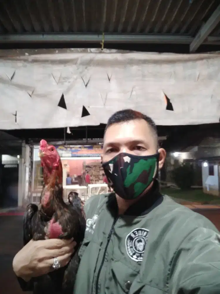 Jual Ayam Pakoy, Mangon,BK