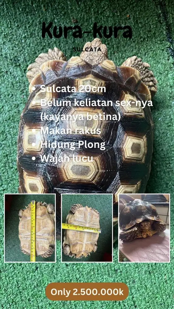 Kura kura sulcata
