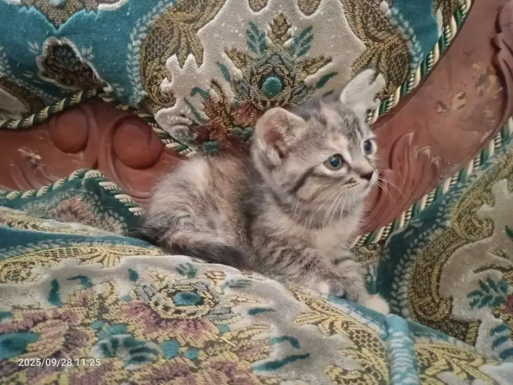 Kucing Persia Jantan/betina Umur 1,5 bulan, Sehat Lucu lincah gesit