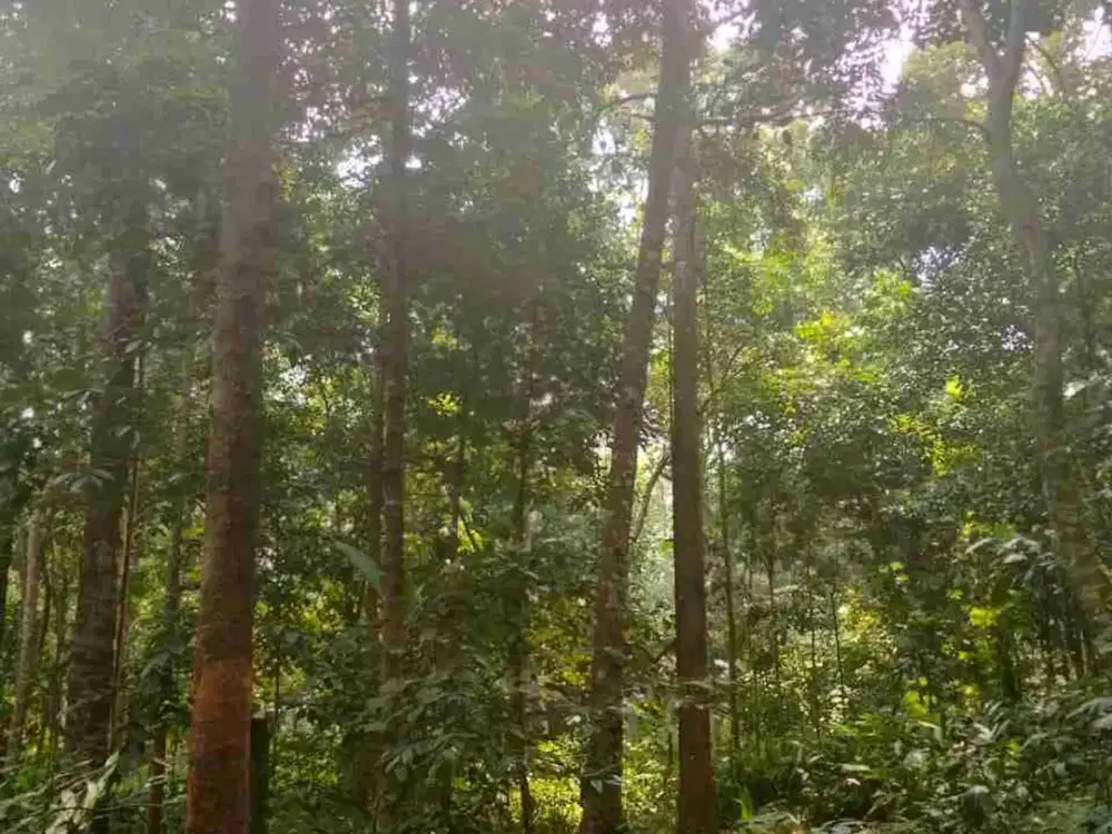 TANAH KEBUN LUAS 584?M2 PAKINTELAN SEMARANG