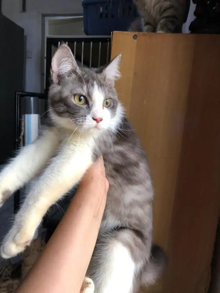 For adopt Kucing persia x BSH 9 bulan