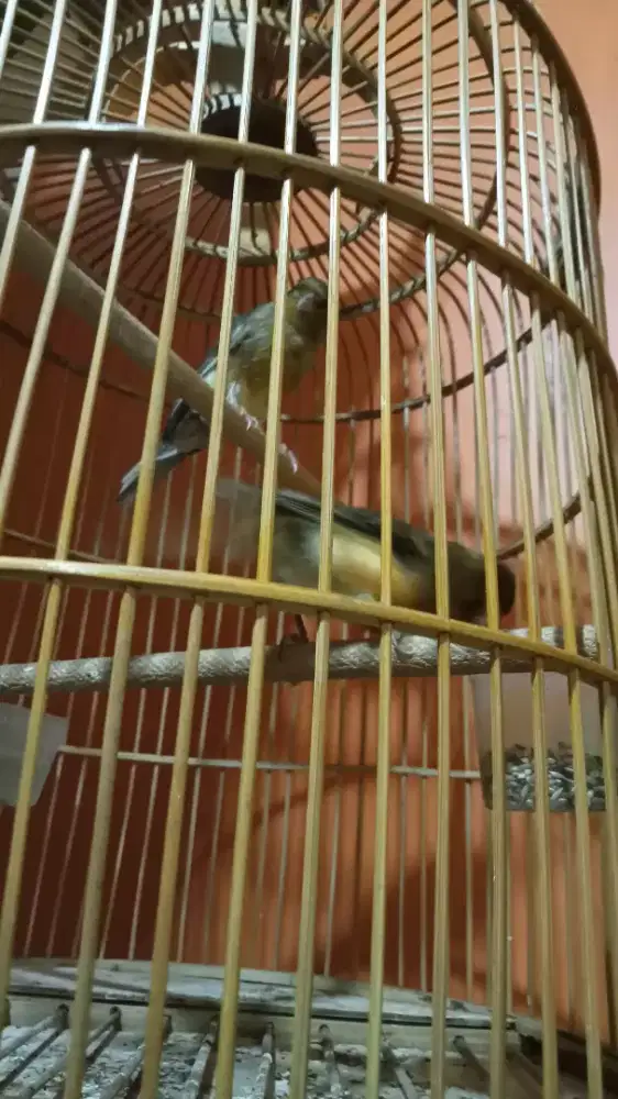 Sepasang kenari udah siap ternak Monggo yg minat