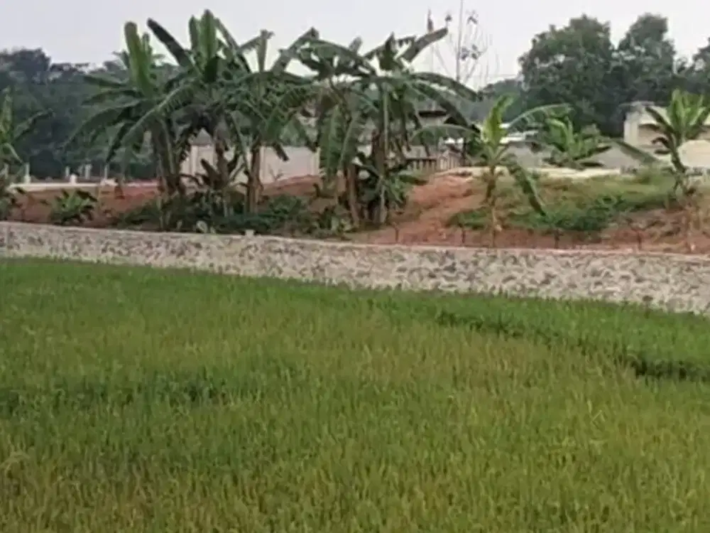 TANAH DAN SAWAH POSISI STRATEGIS DI PARUNG PANJANG