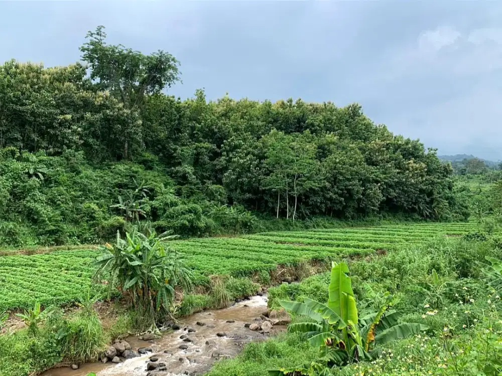 DIJUAL LAHAN TANAH (Dusun Gumeng, Gumeng, Gondang-Mojokerto)