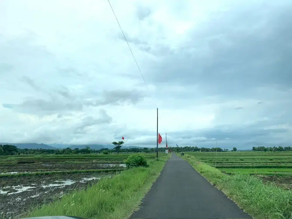 TANPA BUNGA, 1 JUTAAN Tanah Murah Jogja, Moyudan