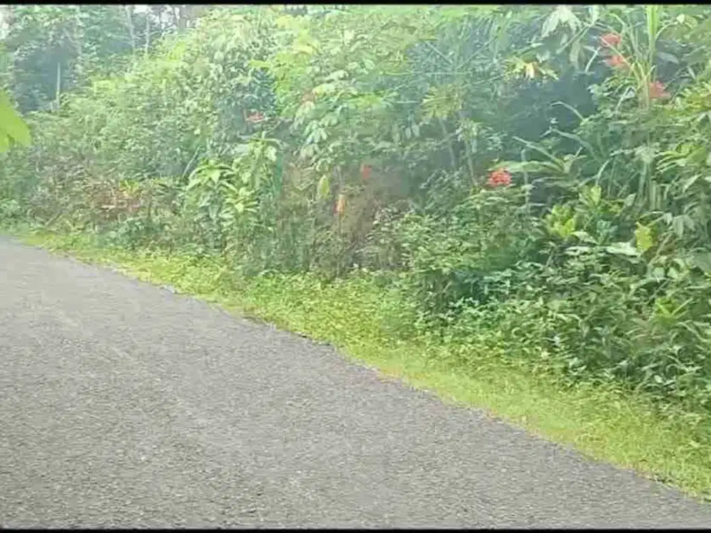 JUAL TANAH LUAS BONUS RUMAH DI MARGOSARI PENGASIH KULONPROGO