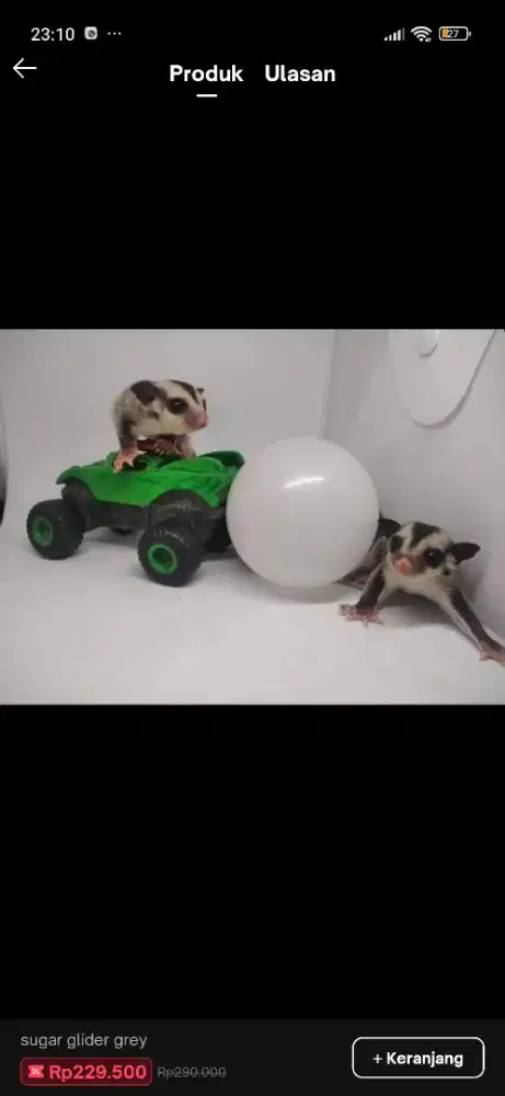 Sugar glider Clasic Grey