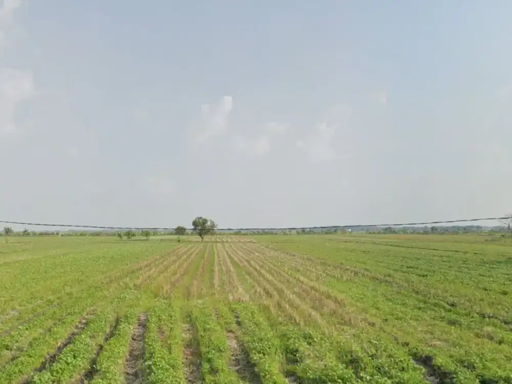 Dijual Tanah Industri Demak, Bebas Banjir dan Rob, luas 4,35 hektar. Jl Pantura