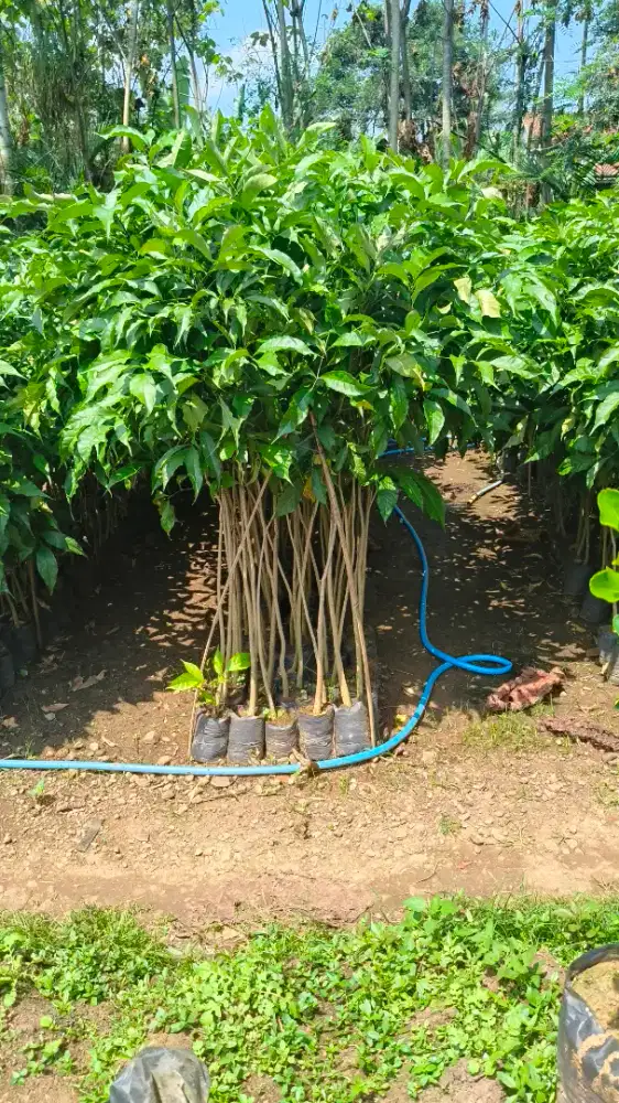 Bibit tabebuya 2 meter