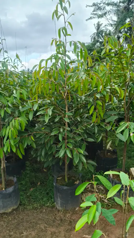 Durian bawor 1,5 meter