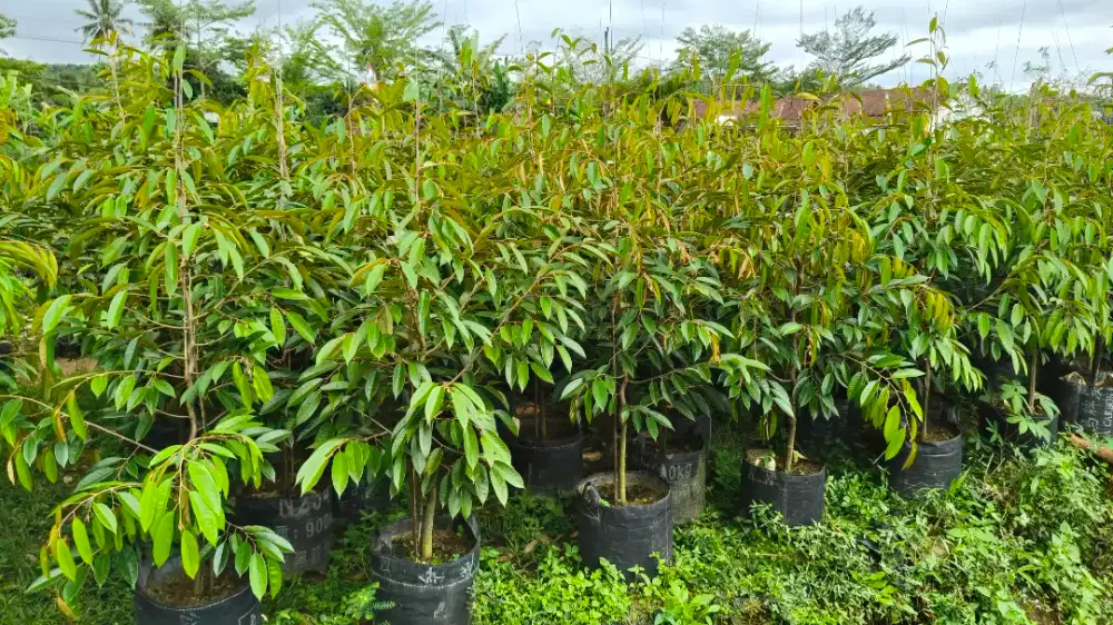 Durian Musang king 1,5 meter