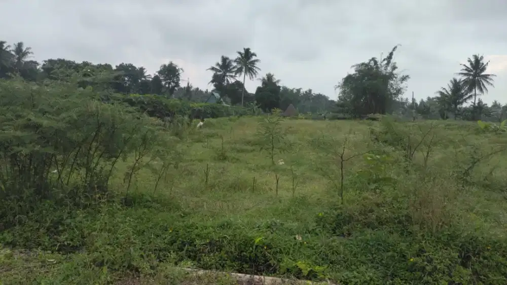 Disewakan tanah jl palagan km 14 Jetis suruh Donoharjo Ngaglik murah