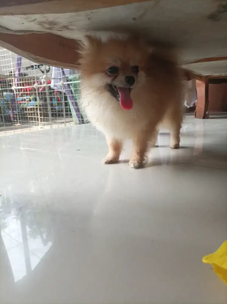 Super minipom size teacup puppies