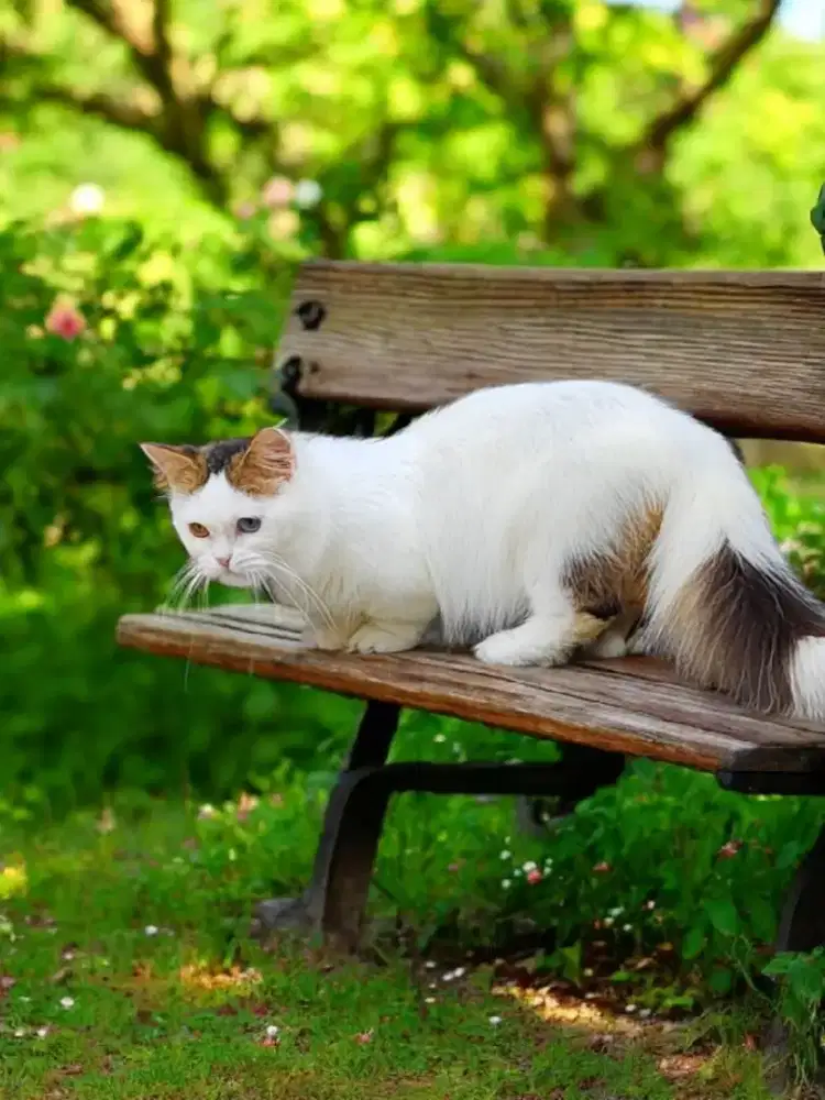 Munchkin gaelic straight ODD EYES/BSH/SCOTTISH