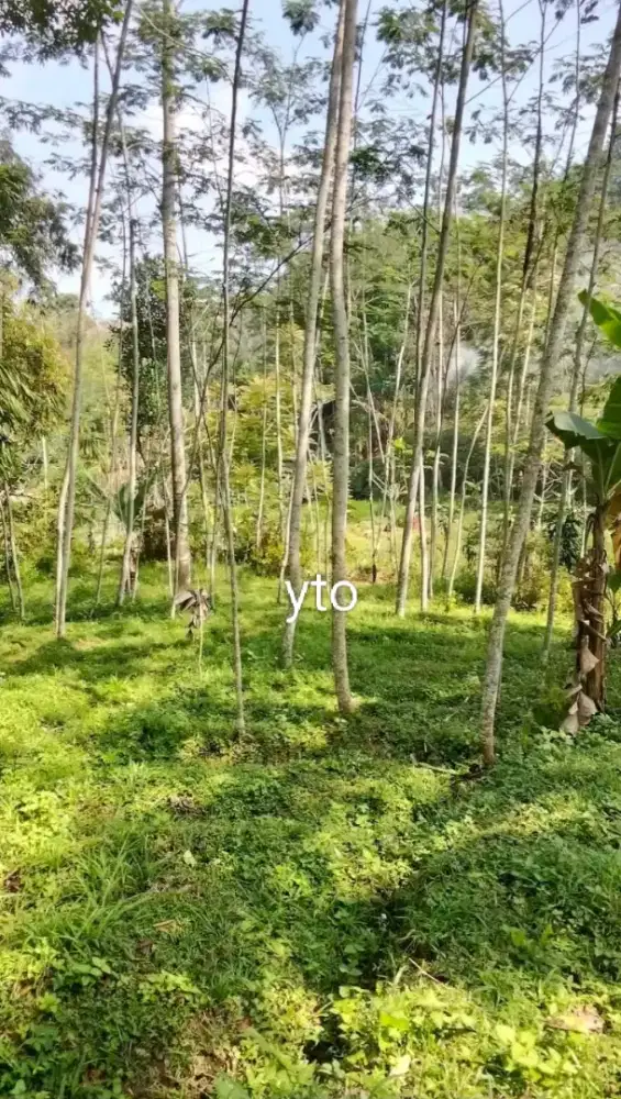 Jual tanah lokasi karangpandan luas 750mtr harga 140jt nego