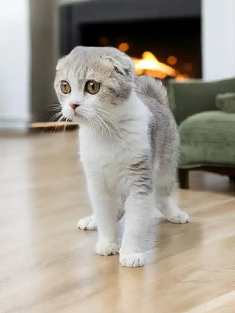 Scottish fold triple betina