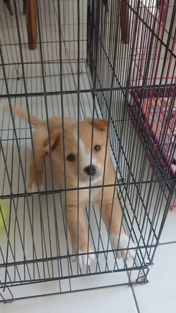 Anak Anjing Betina Mix