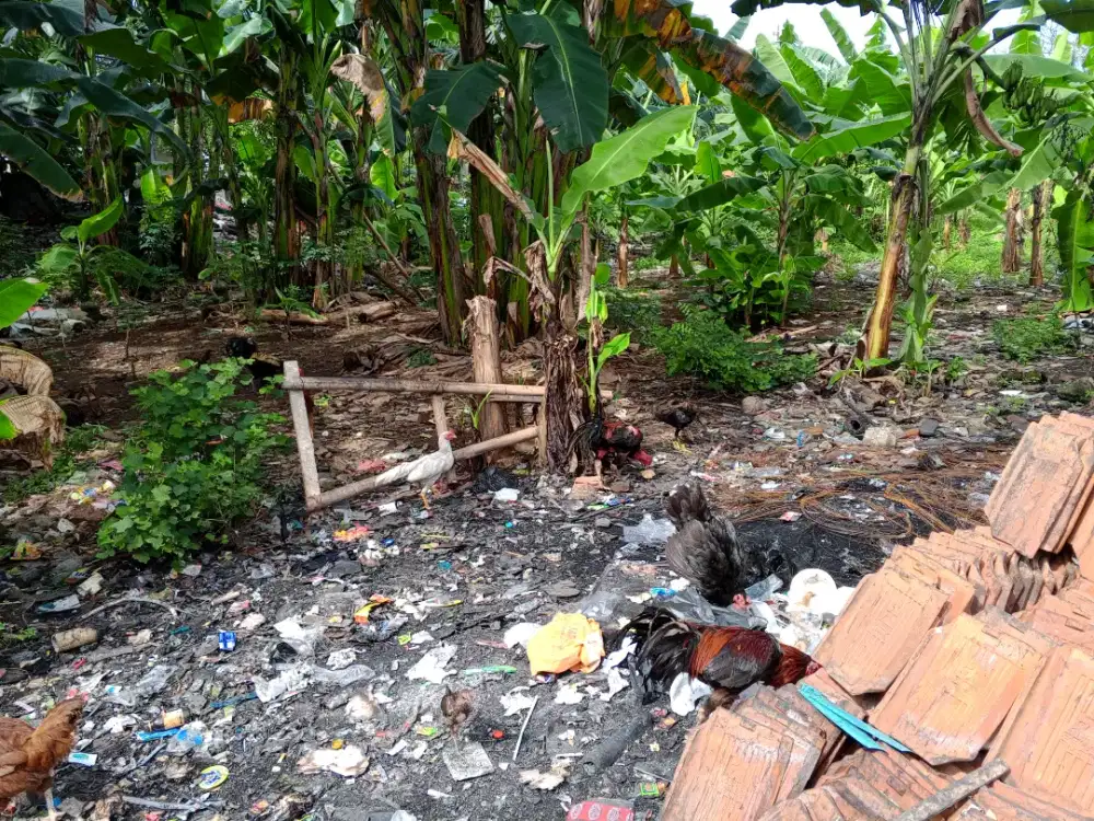 Jual ayam kampung, sehat dan gemuk
