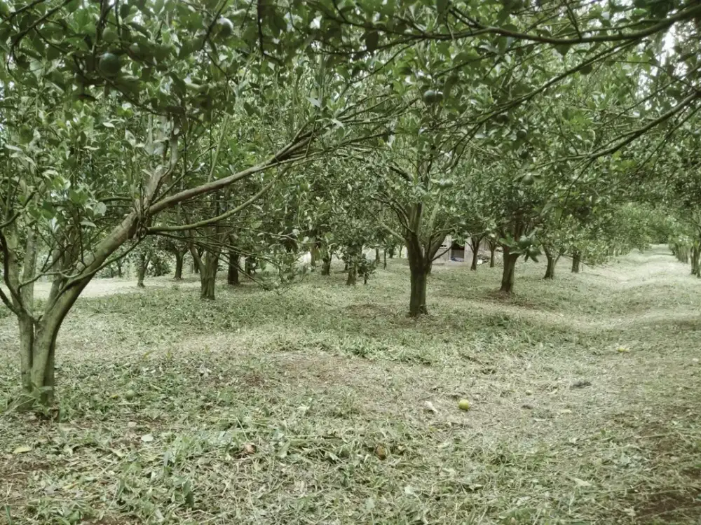 Dijual Tanah Murah di Bumiaji, Batu