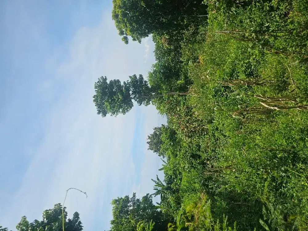 in the hill view ocean very cheap