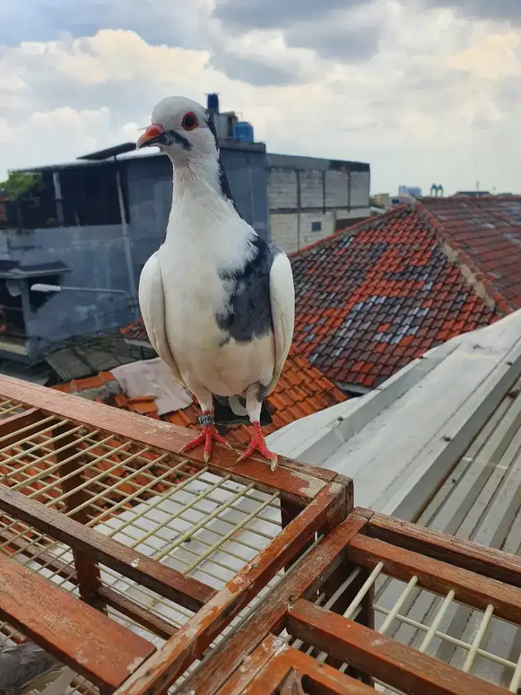 Merpati tinggi khusus kolongan meja