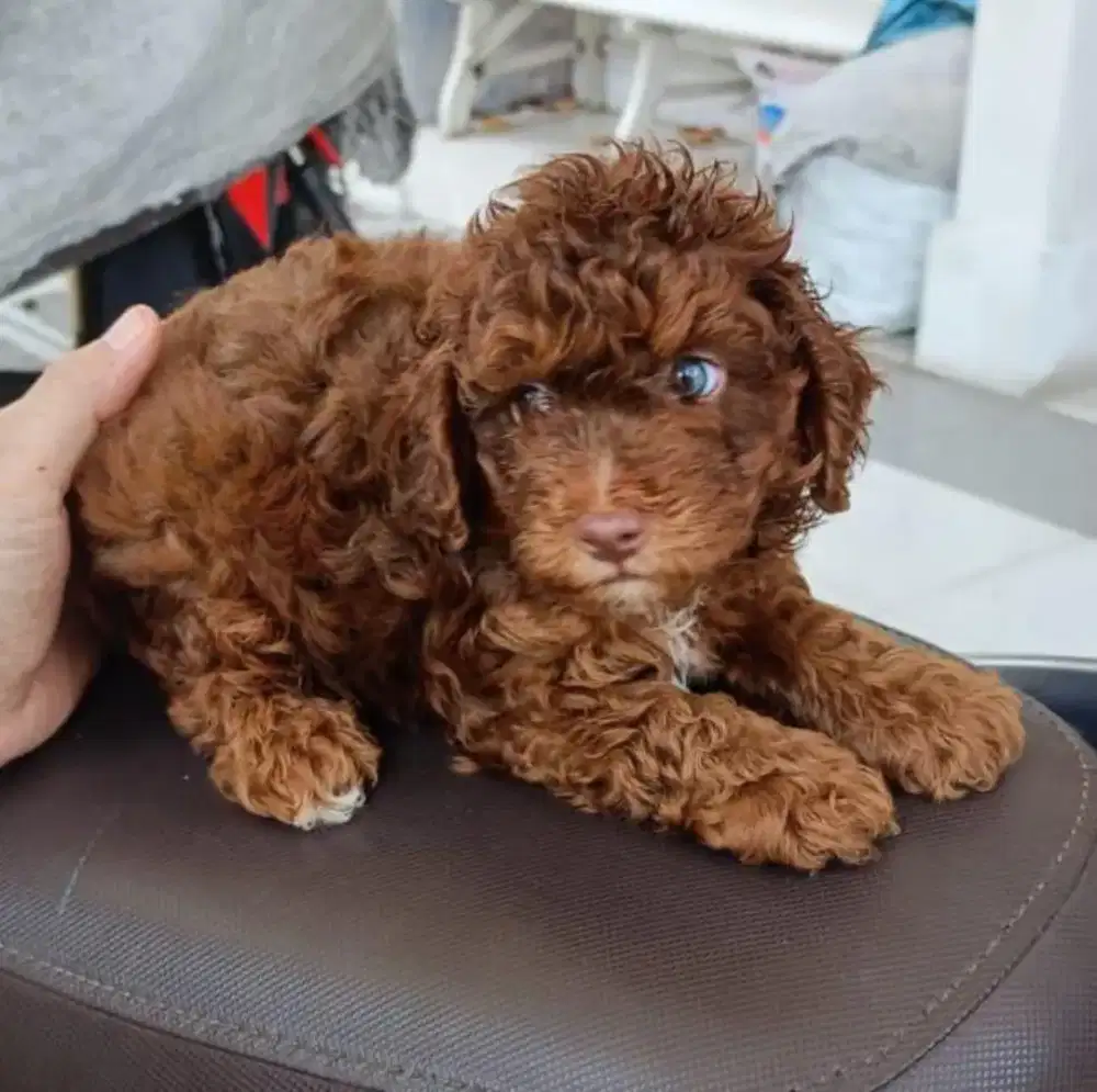 Poodle. jantan Rare khusus kolektor