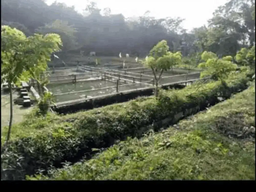 Nikmatin  Suasana Alam Dengan Memiliki Tanah Pemancingan