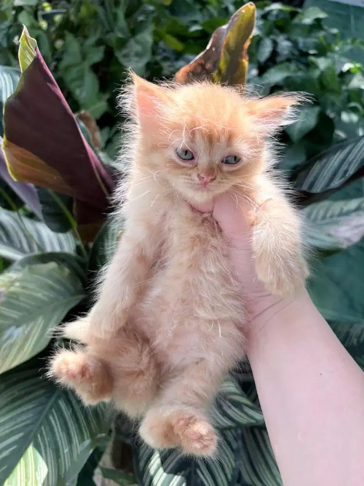 Open adopt kitten kucing persia
