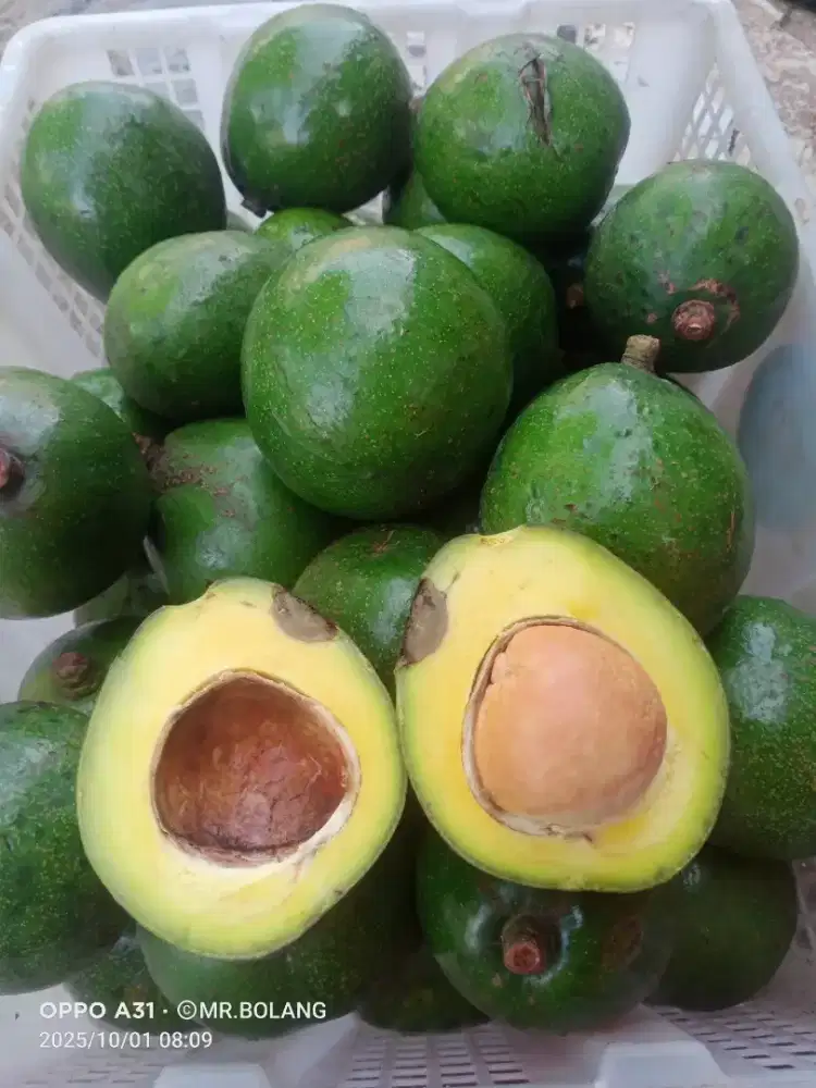 Alpukat Mentega Miki