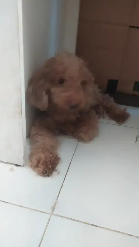 POODLE JANTAN DAN BETINA POSISI LOOP