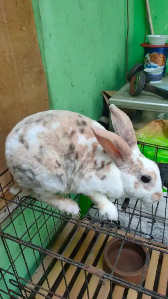 Indukan Rex trico