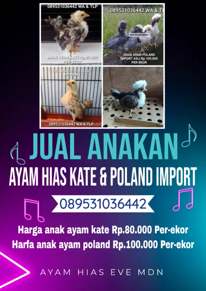 Jual ayam hias anakan kate dan poland import asli terawat murah medan