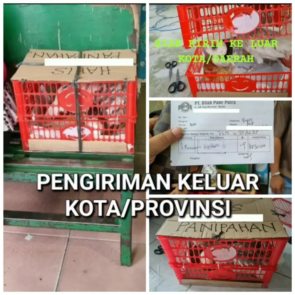 Jual ayam hias anakan kate dan poland import asli terawat murah medan