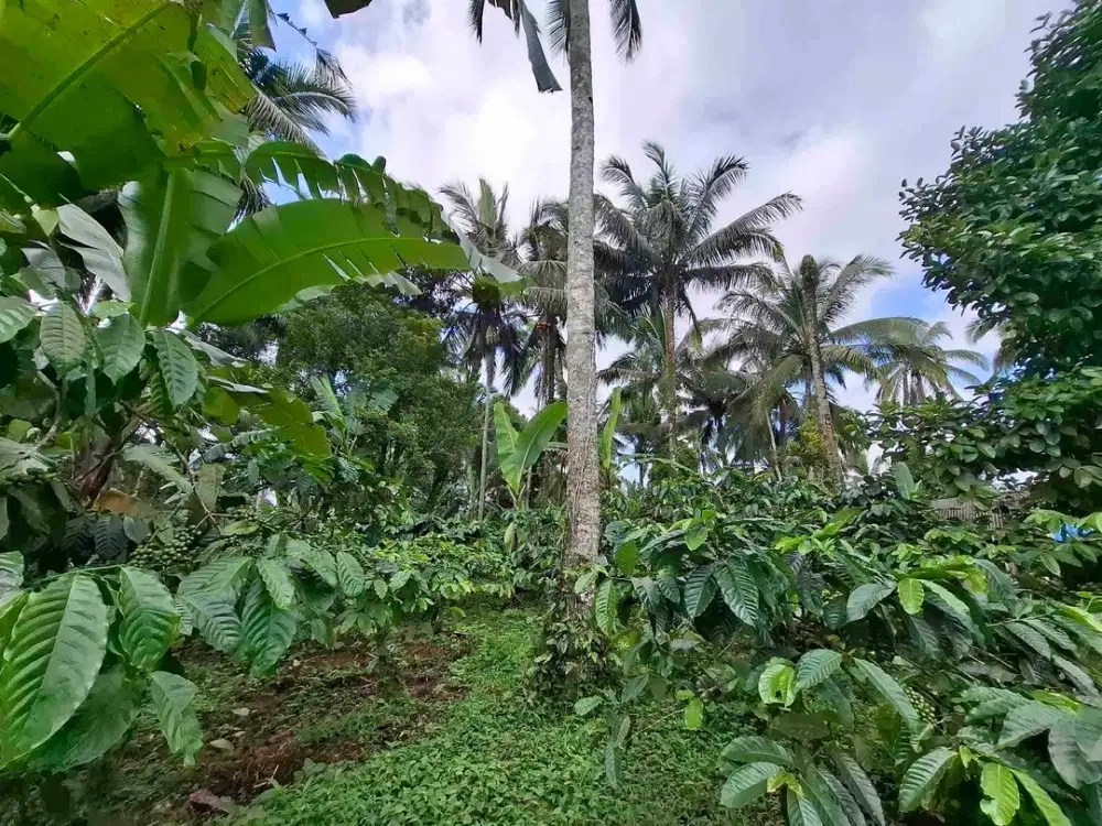 kebun kopi dan kelapa dekat ke kota tabanan cuman 35 menit