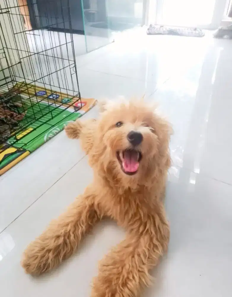 Open adopt anjing poodle dan maltipoo