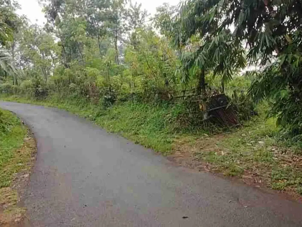 Dijual murah kebun jeruk produktif